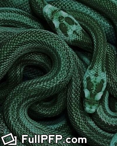 𝐒𝐧𝐚𝐤𝐞 🐍 𝐆𝐢𝐫𝐥 @snake1girl OnlyFans Full Size header Picture (HD)