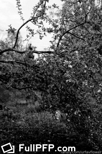 Aleksandra @urfavflower Fansly Full Size header Picture (HD)